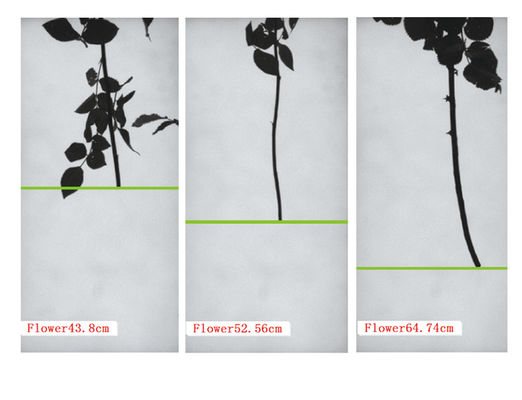 Máquina de triagem de rosas e máquina de embalagem de rosas Focusight