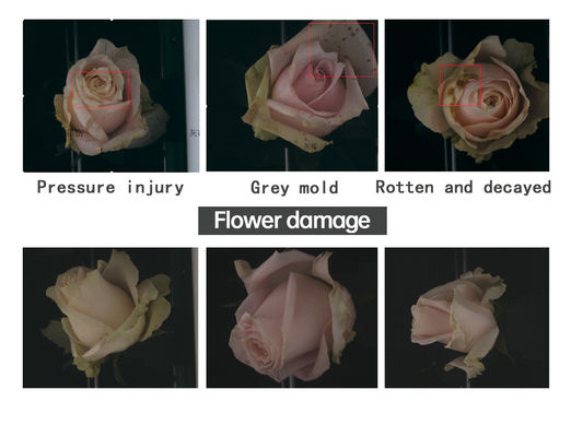 Máquina de triagem de rosas e máquina de embalagem de rosas Focusight