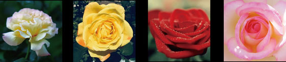 Máquina de triagem de rosas e máquina de embalagem de rosas Focusight