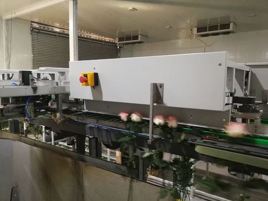 A classificação da flor automatizou a máquina da inspeção de Focusight